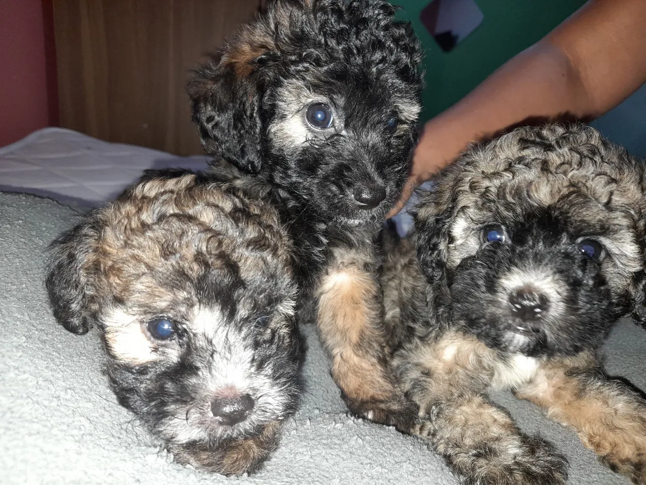 Filhotes de Poodle N° 1