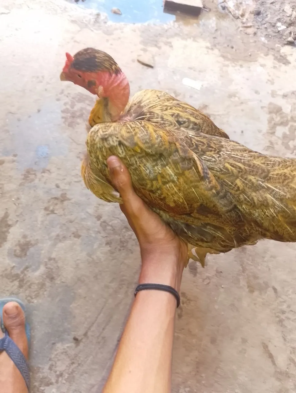 Galo de raça, e duas galinhas já botando ovos