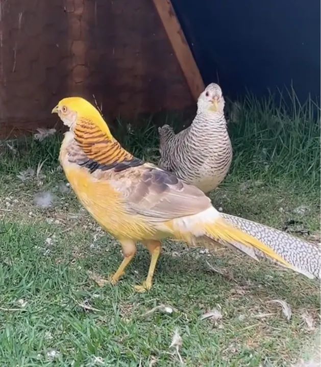 FILHOTES C/ 30 DIAS GALINHAS CANÁRIAS  - Foto 2