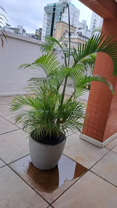 Palmeira Areca em vaso de plástico
