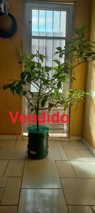 Muda Frutífera de Limão Siciliano - Foto 3