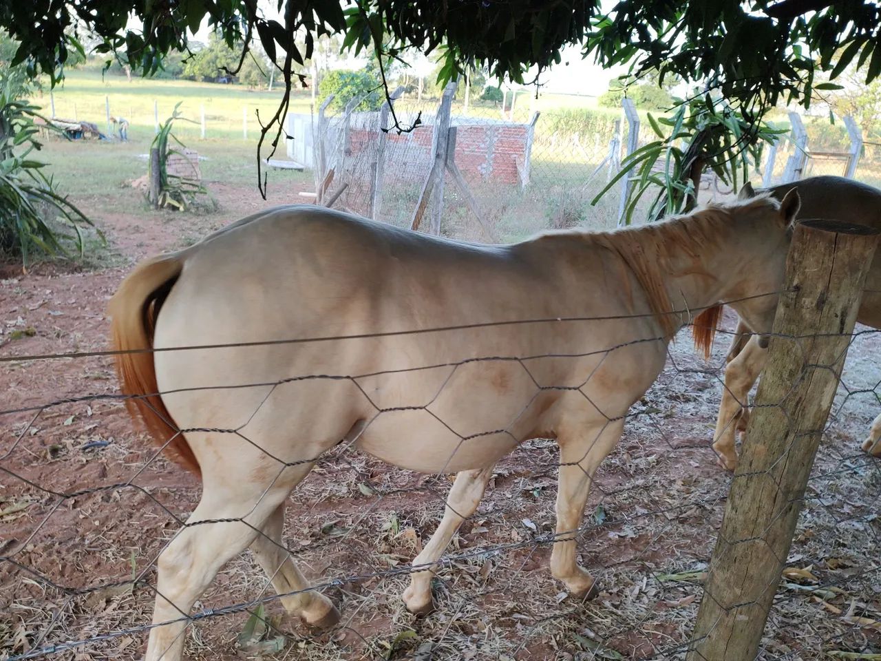 Potro Quarto de milha - Foto 4