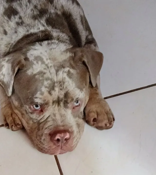 American Bully merle disponível para cobertura