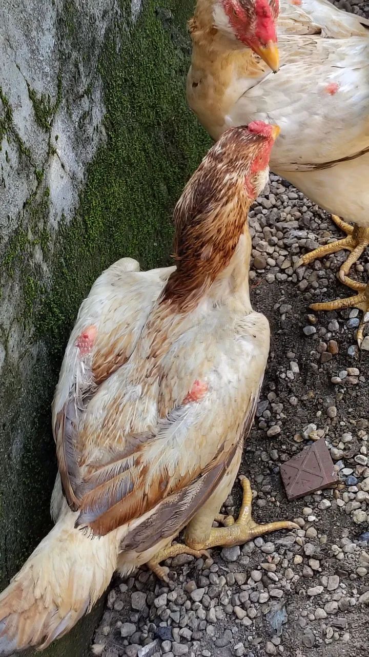 Frangas da raça Mura com 14 meses em torno de 3 kg valor individual r$ 300  - Foto 4