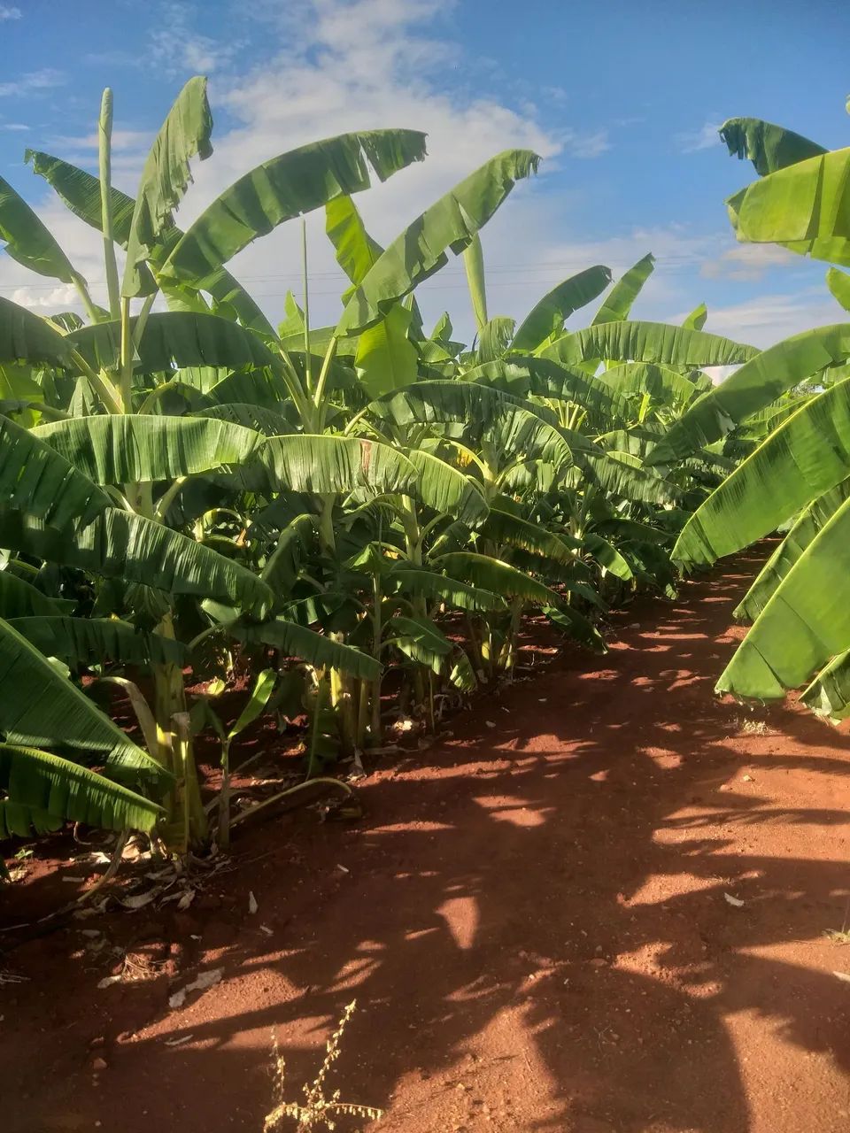 Mundas de banana maçã  - Foto 2