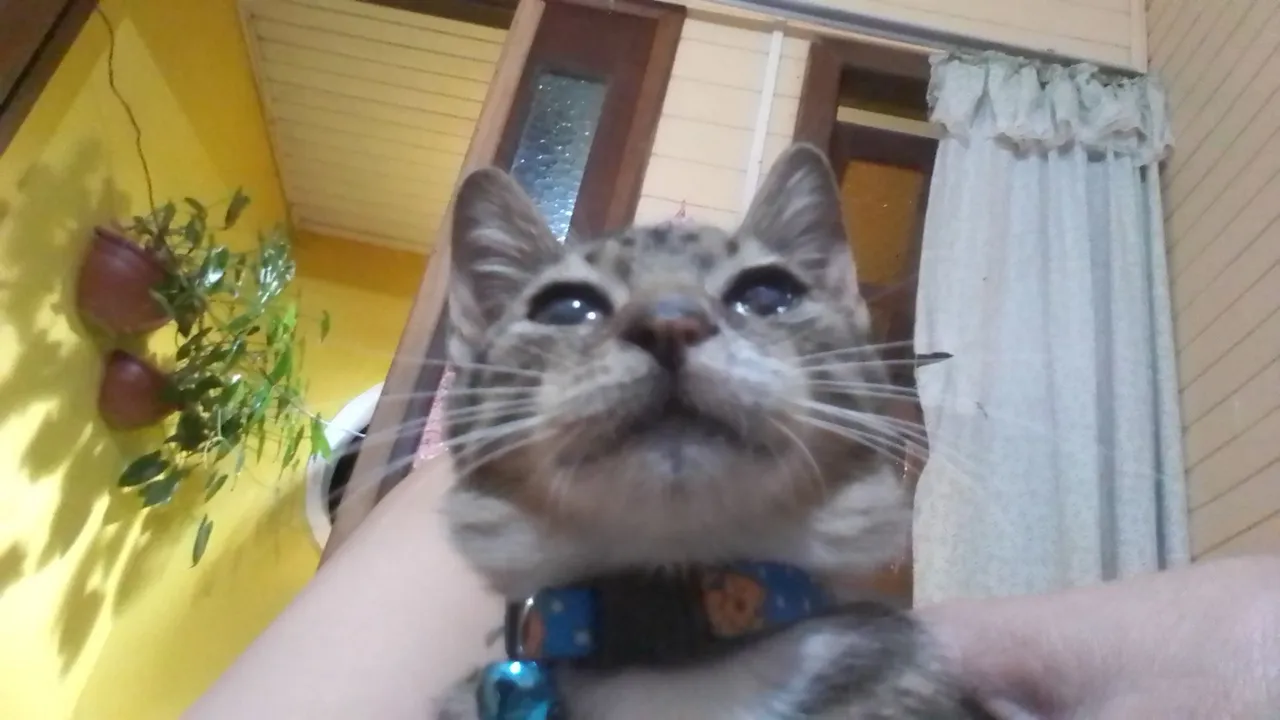 Gatinho manhoso