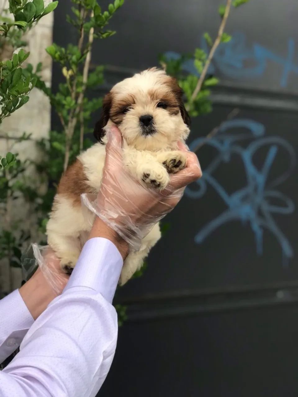 Filhote de Lhasa Apso com V10 Importada PARCELAMOS 12X SEM JUROS