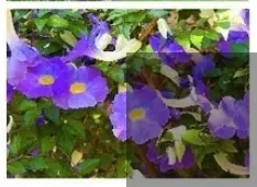 3 planta Tumbérgia 15 reais cada