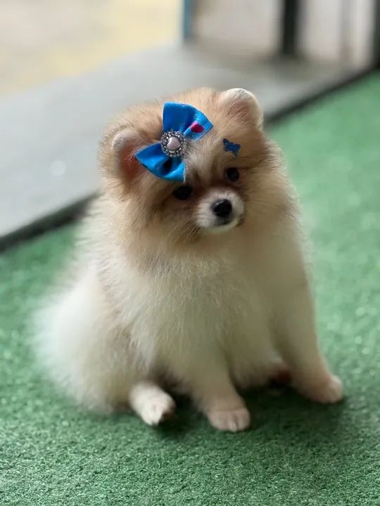 Fêmea de Lulu da pomerania minúscula 