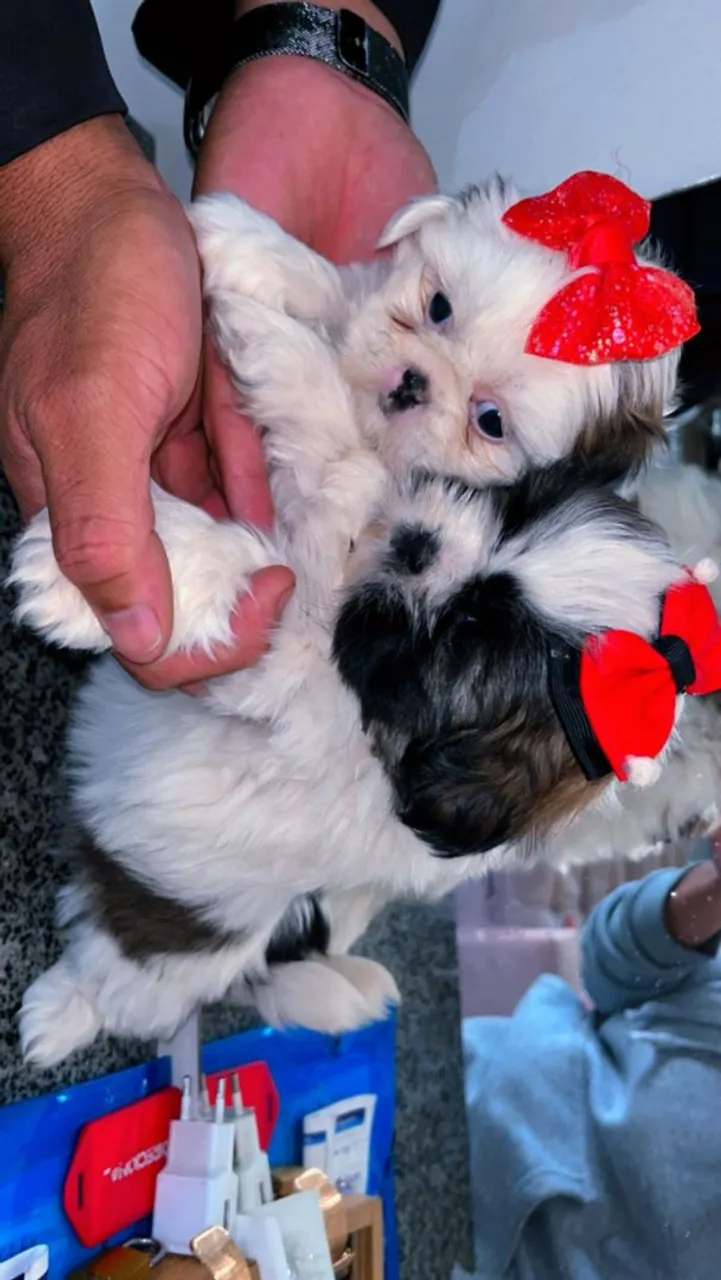 Filhotes Shih Tzu Lindos para Adocão