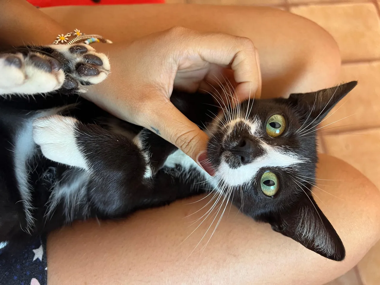 Gatas para adoção 