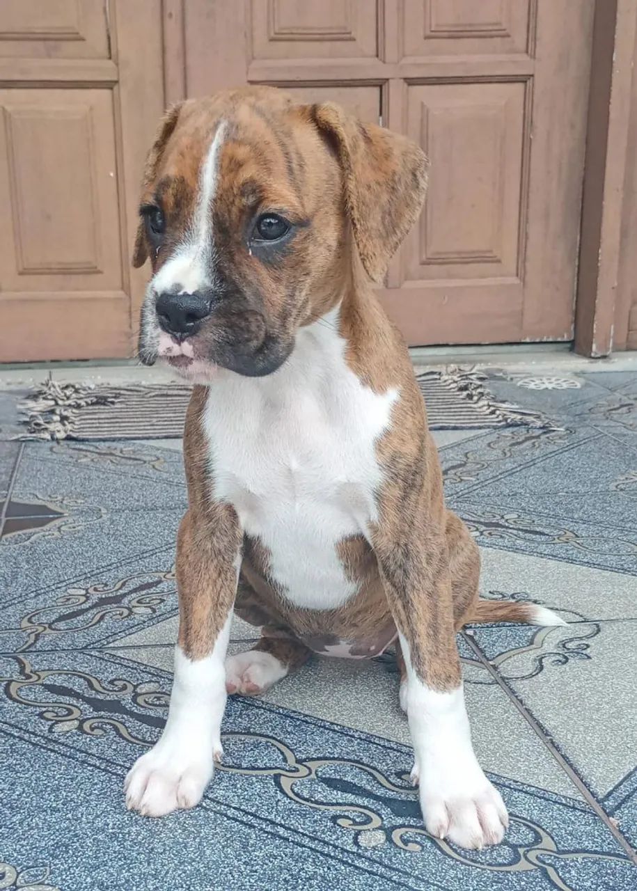 Filhote Boxer