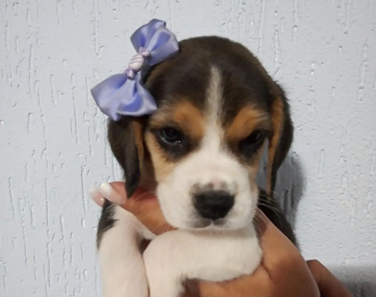   Fofuras Beagle 13 Polegadas +  Filhotinhos com Garantias e Vacinados  - Foto 2