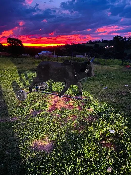 Vaquinha Mecânico - Foto 4