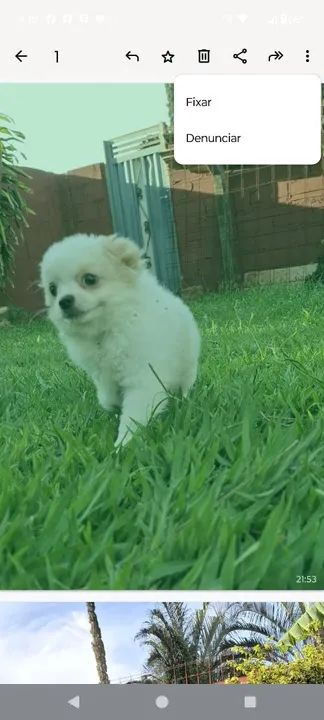 Filhote de Chihuahua - Fofo e Brincalhão - Foto 5