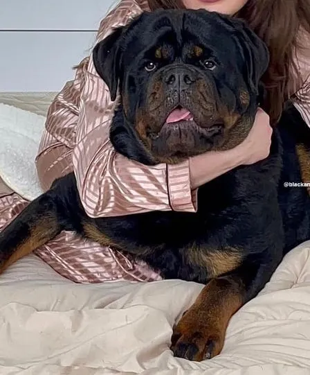 Rottweiler - Filhotes com Genética Forte e Temperamento Equilibrado