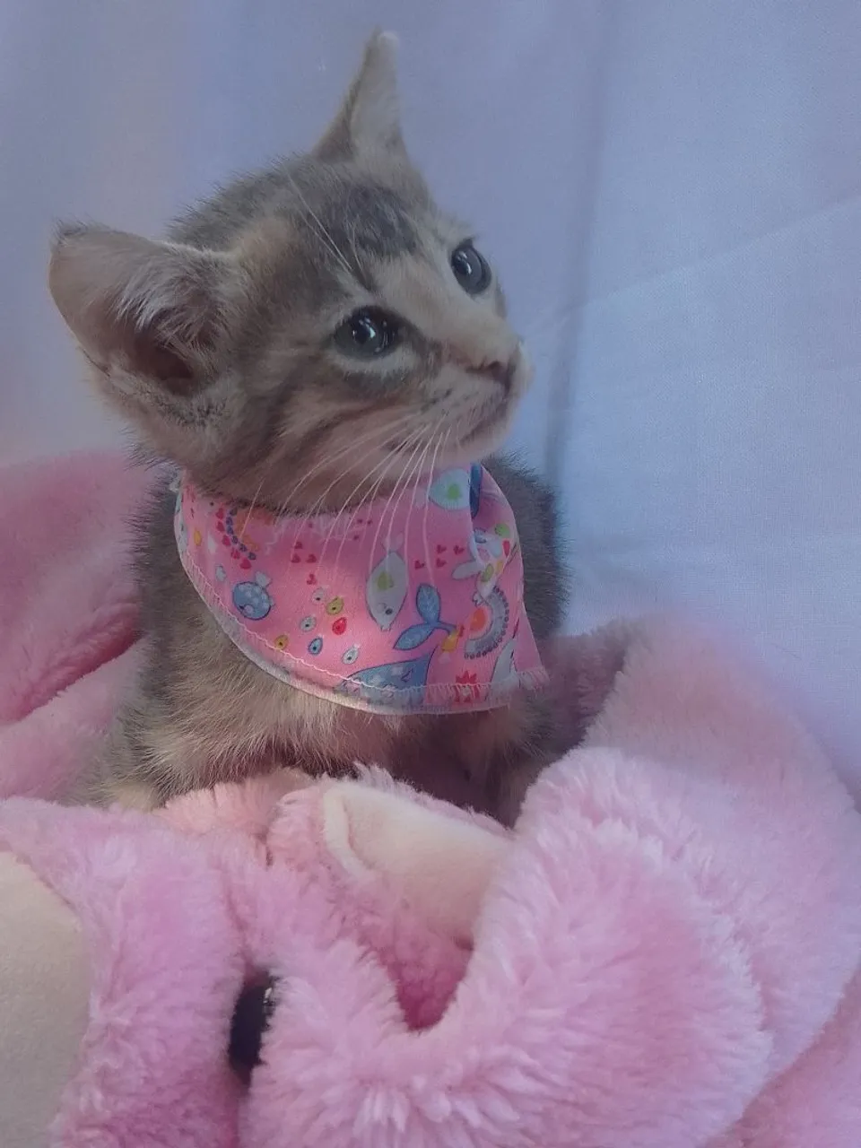 Gato fêmea mix de siamês com laranja com 2 meses
