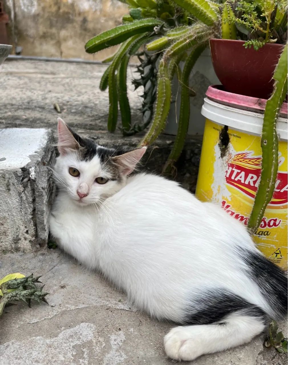Linda gatinha para adoção responsável | Castração garantida  - Foto 2