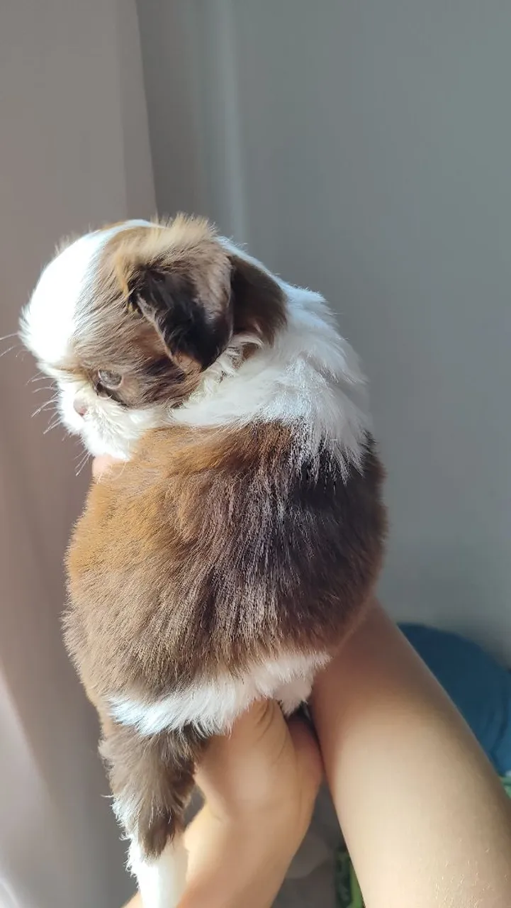 Filhote Shih Tzu promoção só até hoje cuida