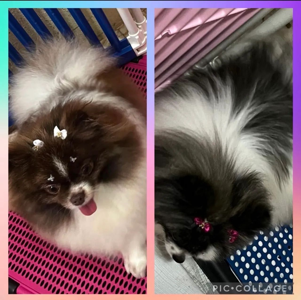 Fêmeas Spitz alemão ( Anão) -> Lulu da Pomerânia
