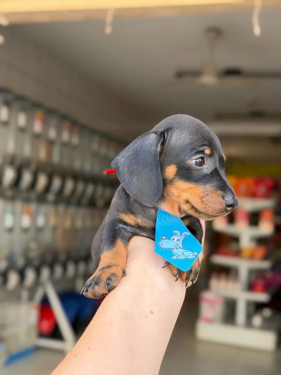 Salsichinha macho preto - Foto 2