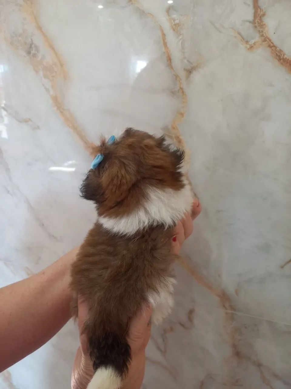 Machinho mini de shih-tzu  - Foto 3