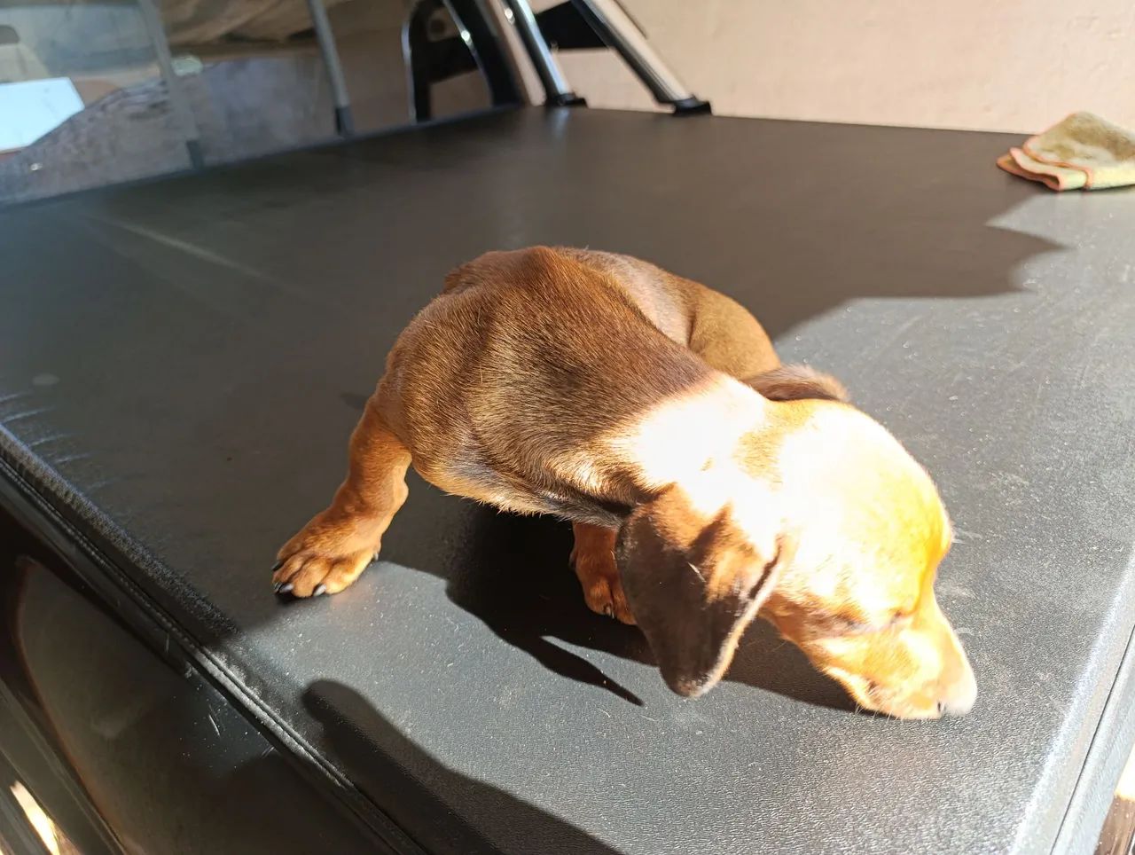 Teckel Basset  macho com 4 meses - Foto 5