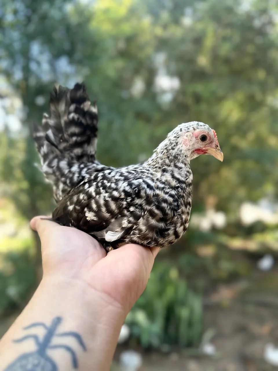 Mini Garnize - Foto 2