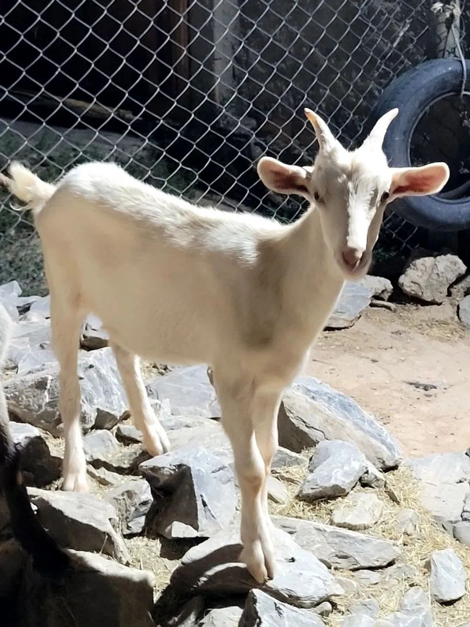 Cabra
