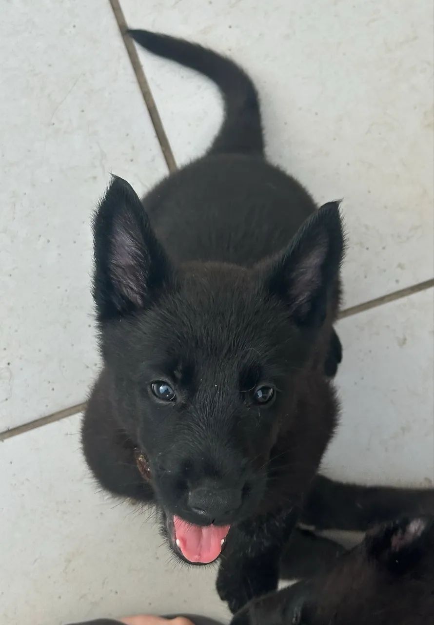 Pastor Belga Malinois  - Black
