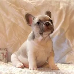Bulldog Francês,Bulldog Francês Filhote Disponível Alta Qualidade