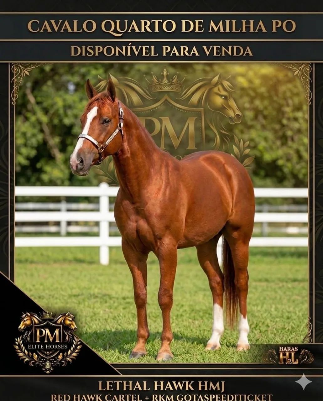 Cavalo Quarto de Milha PO