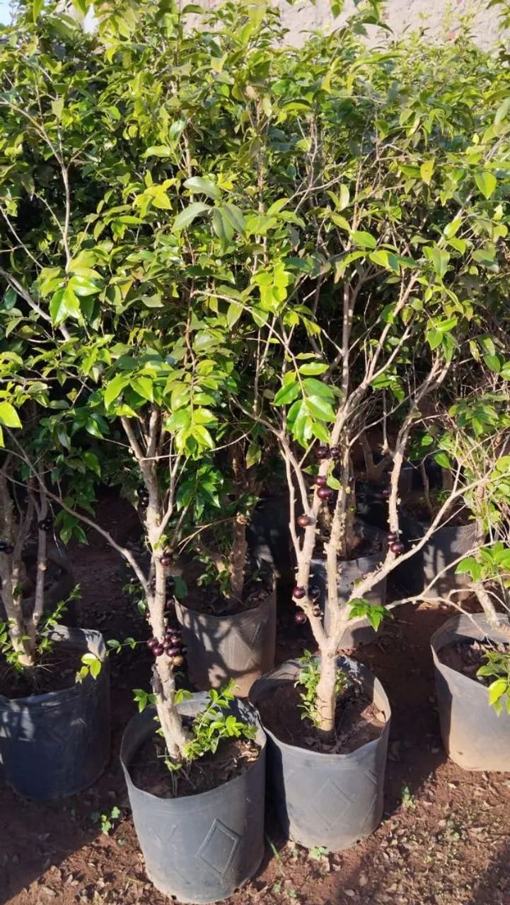 Jabuticaba híbrida  - Foto 3