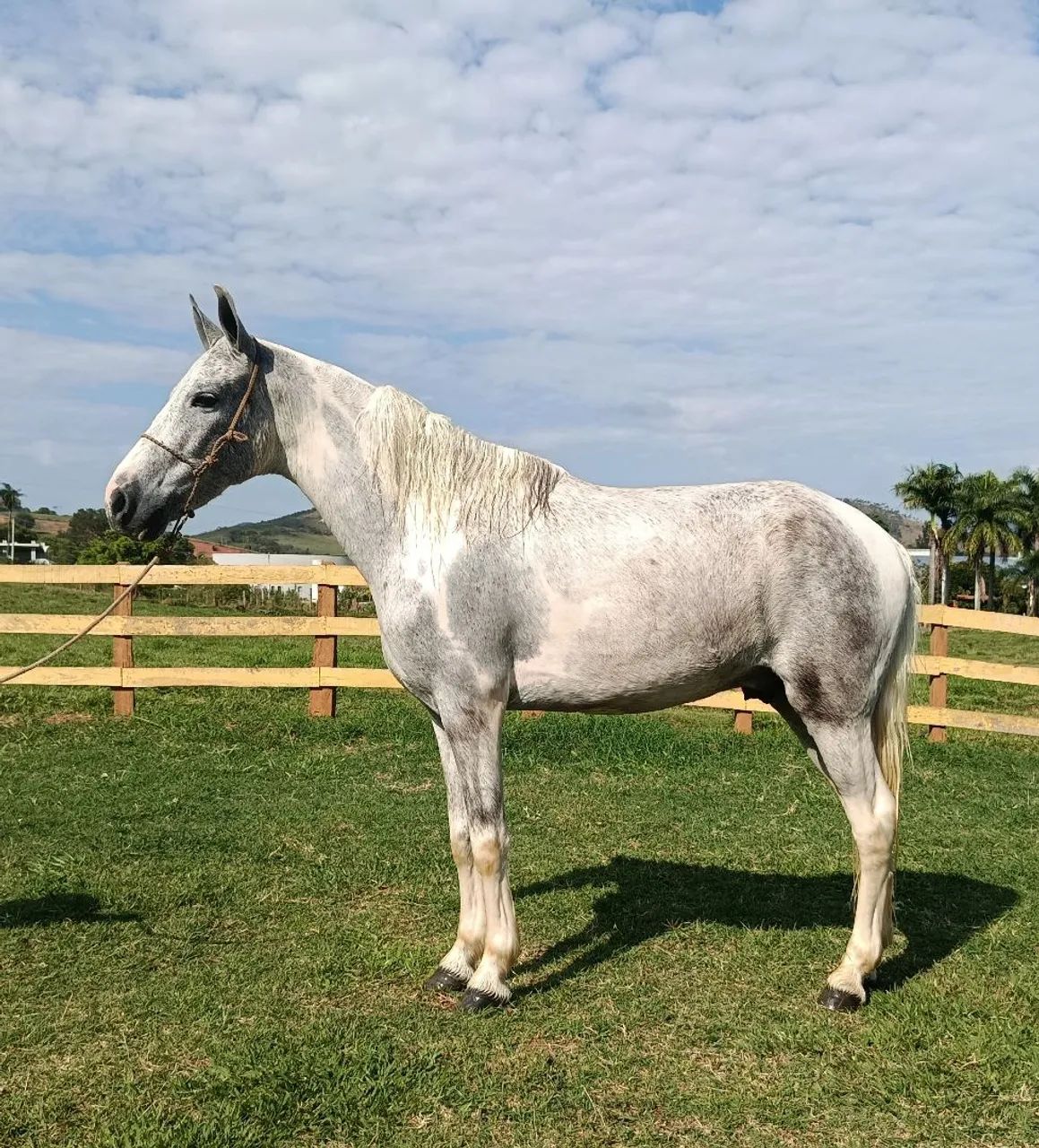 Cavalo marcha picada 
