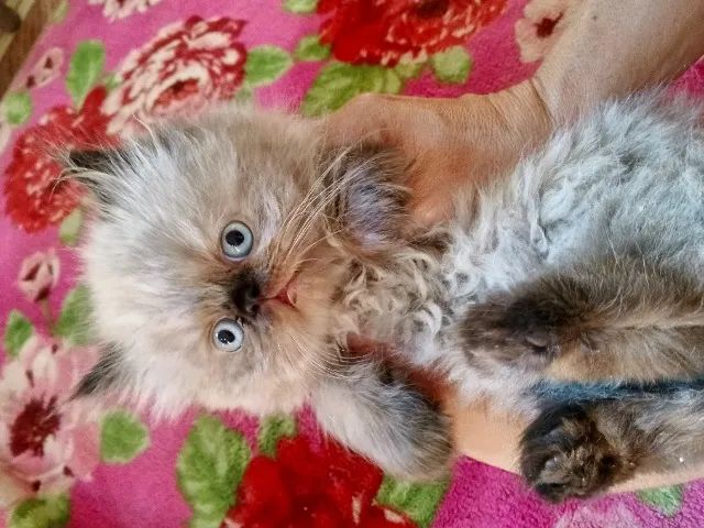 Gato Persa lindos filhotinhos com beleza admirável