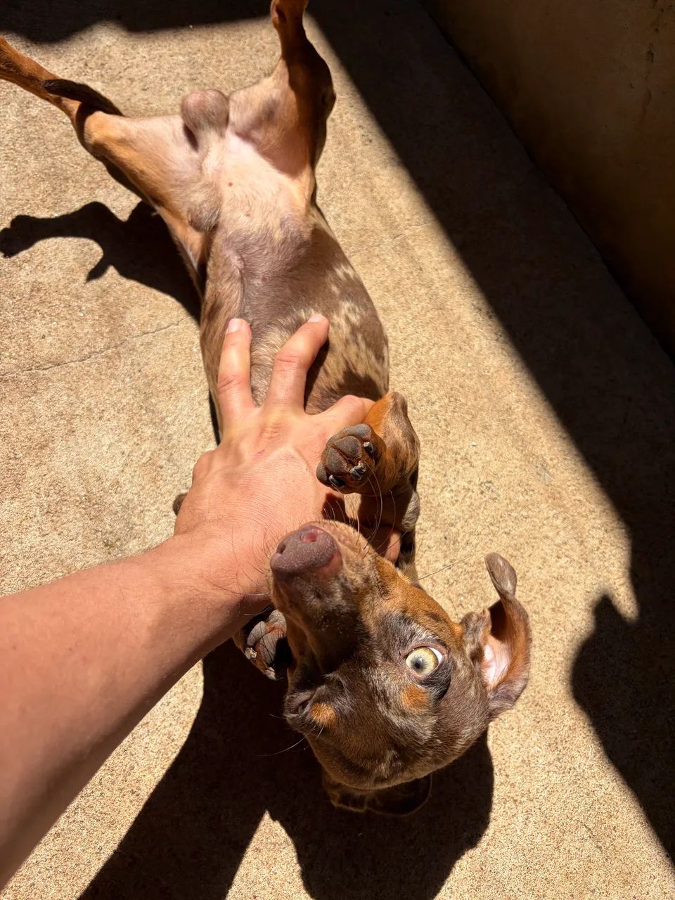 Cachorro - Foto 2