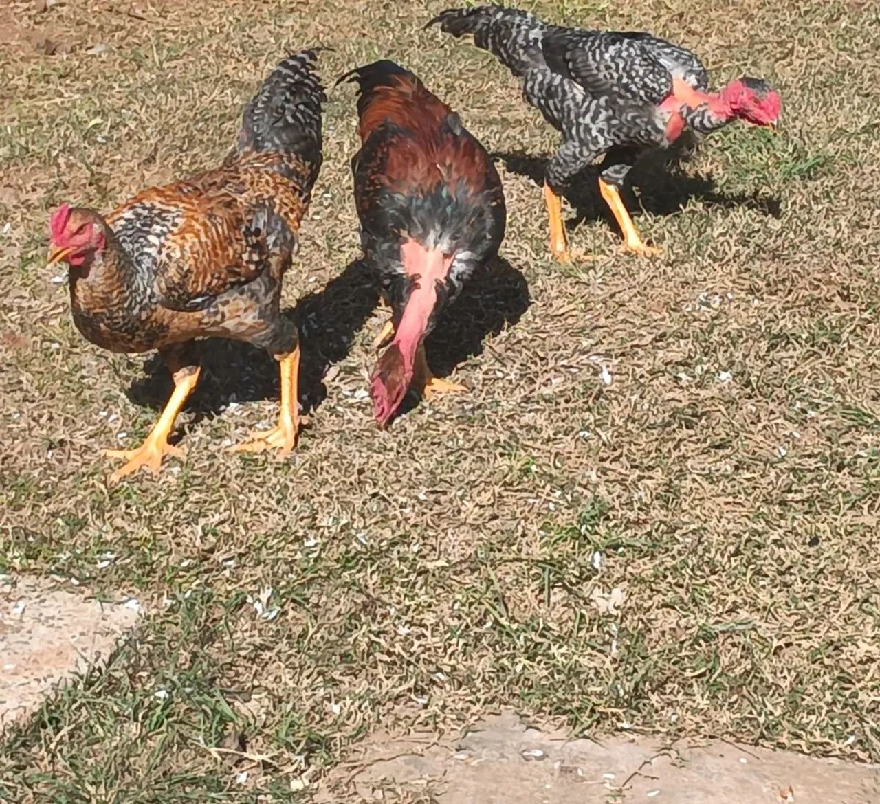 Galinhas
