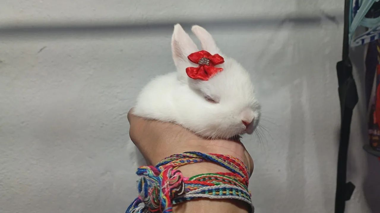 Mini coelho  - Foto 4