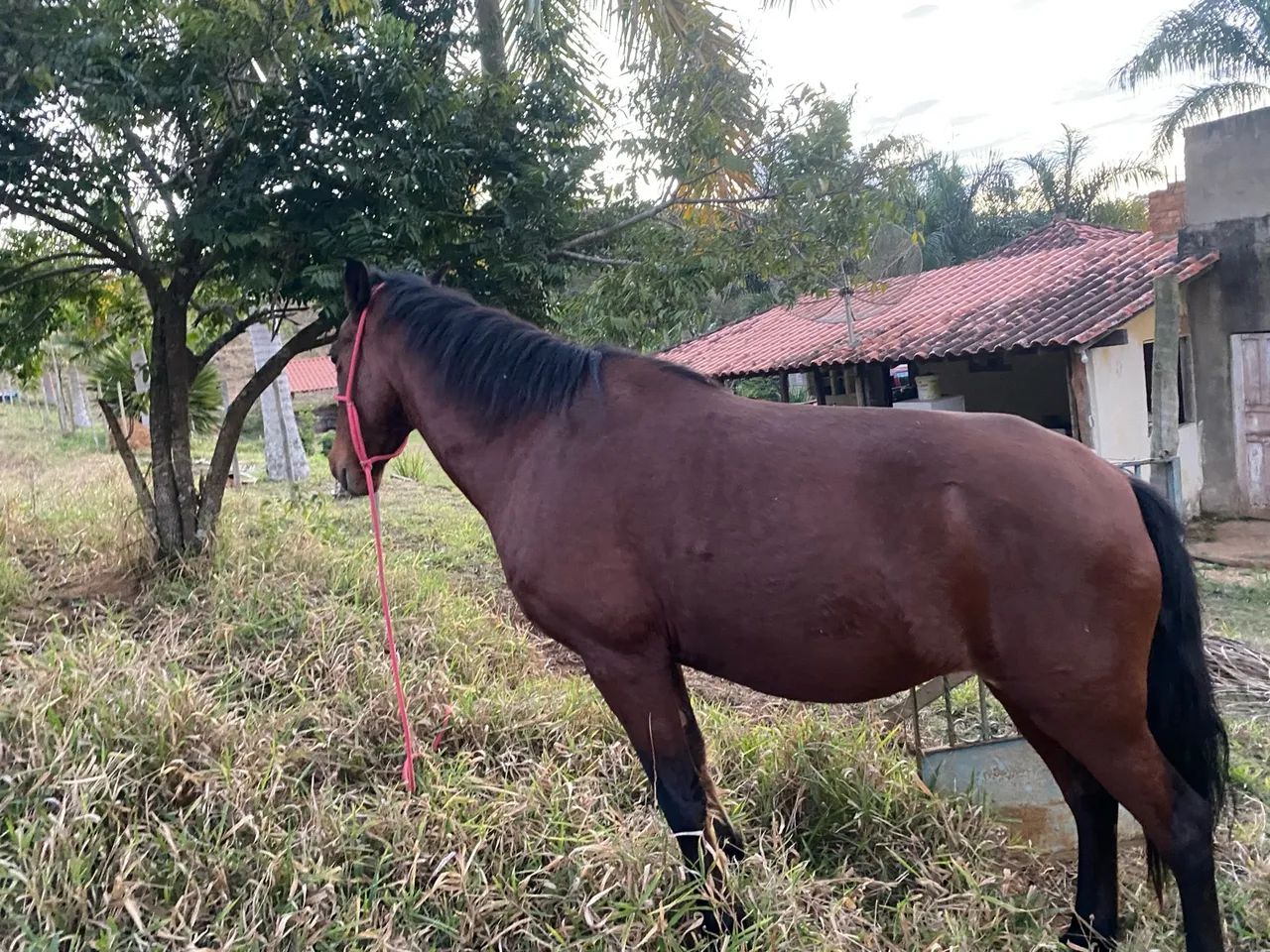 Égua mansa - Foto 5