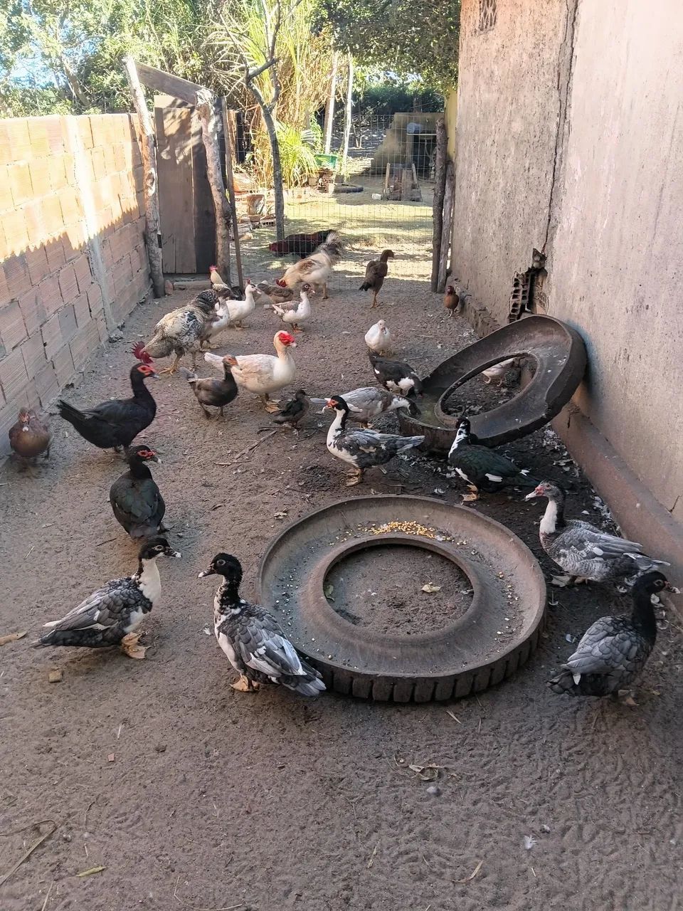 Patos - Foto 4
