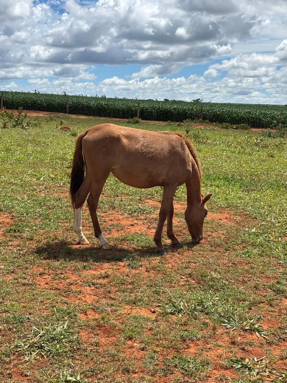 Venda-se  - Foto 4