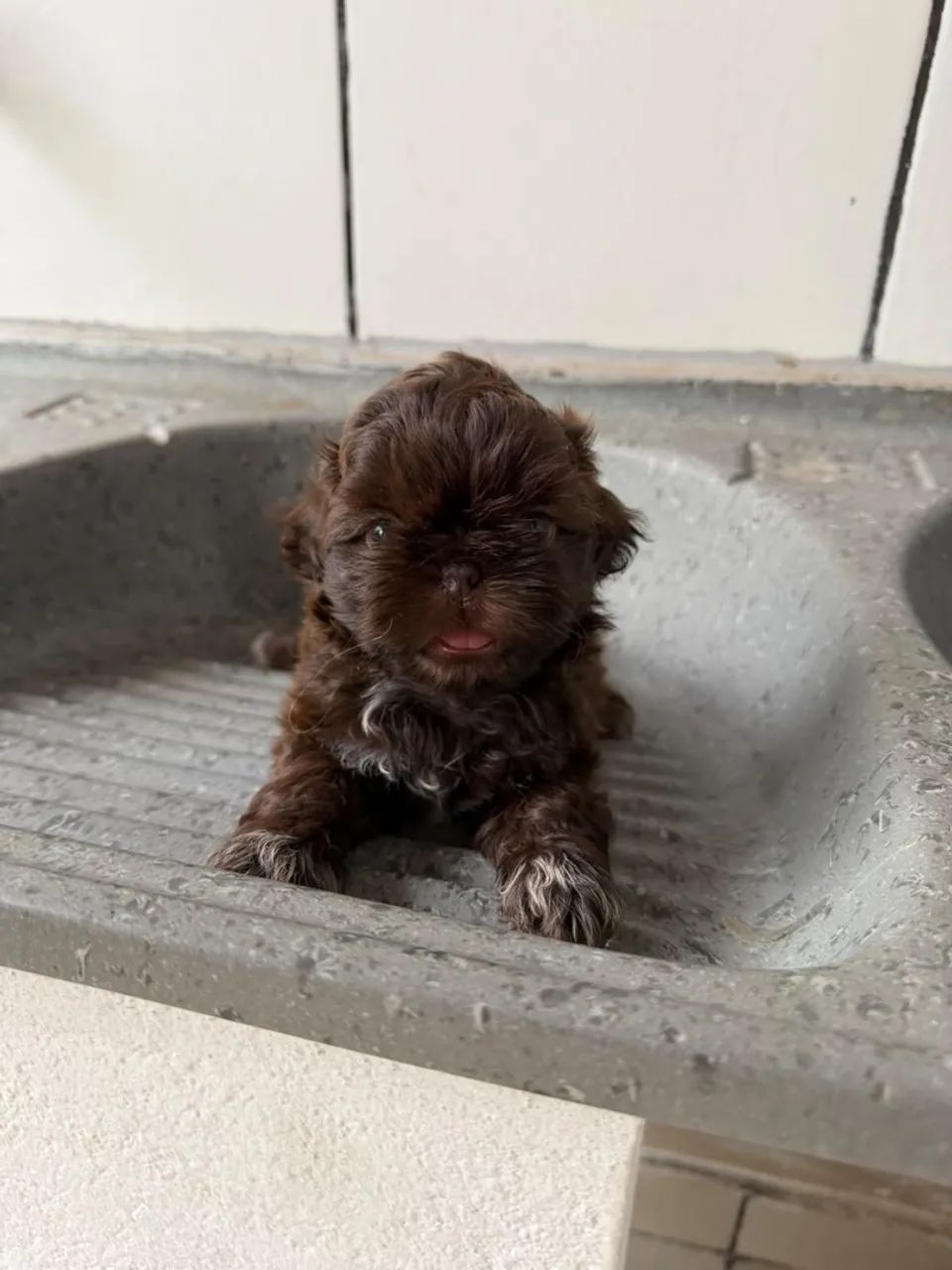 venda cachorrinho  - Foto 4