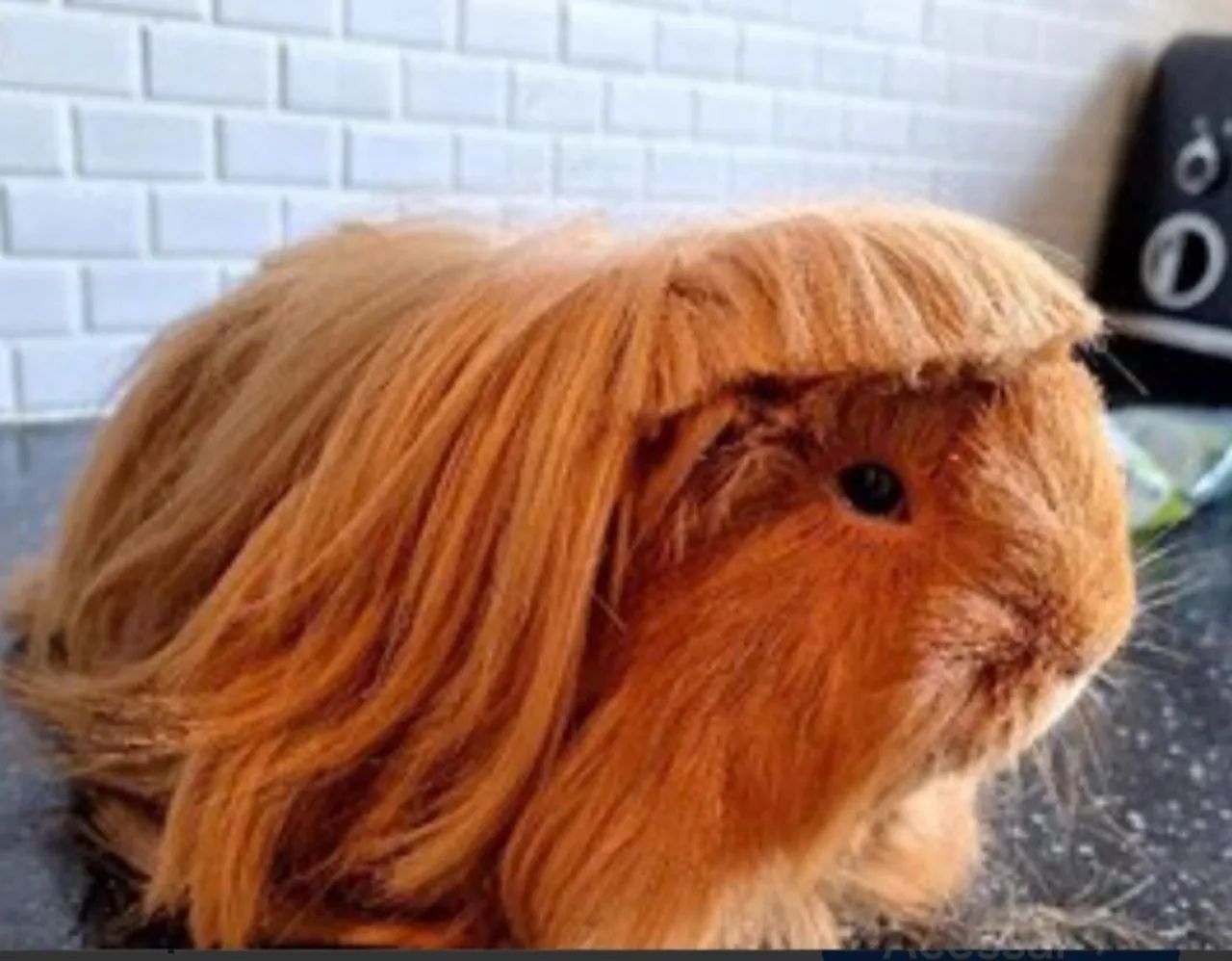 Porquinho da india - Foto 5