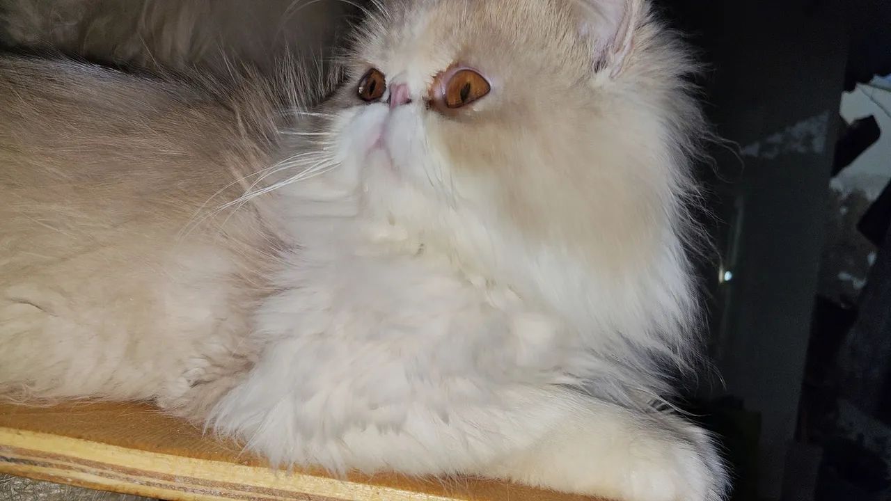 Gato  macho  - Foto 5