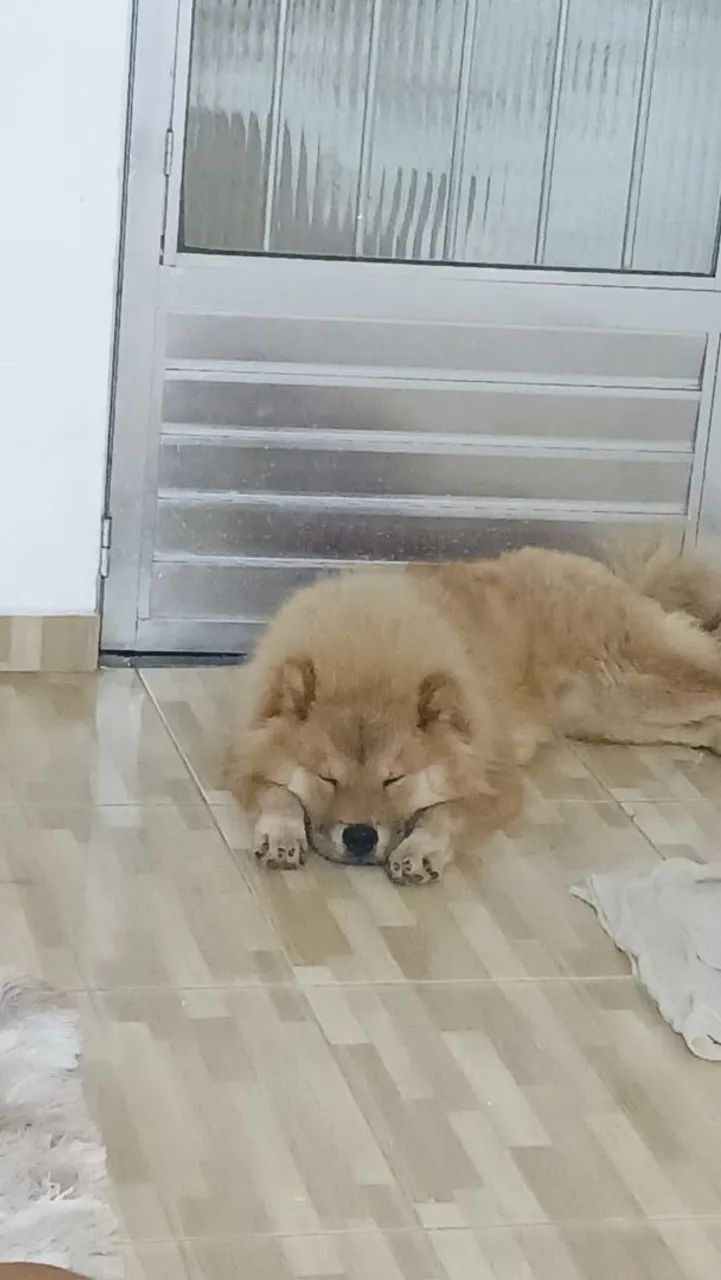 Chow Chow 
