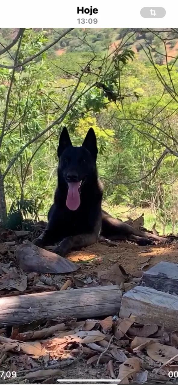 Malinoar encarvoado 