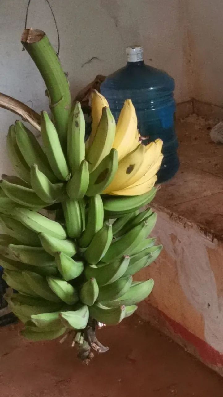 cacho de banana prata - Foto 3