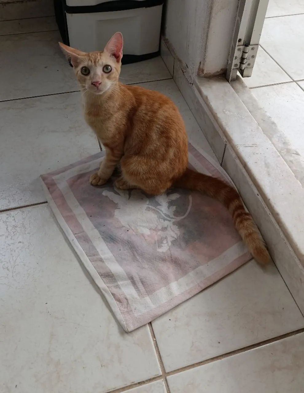 Gato pra adoção castrado, vermífugadob, brincalhão usa caixa de areia 