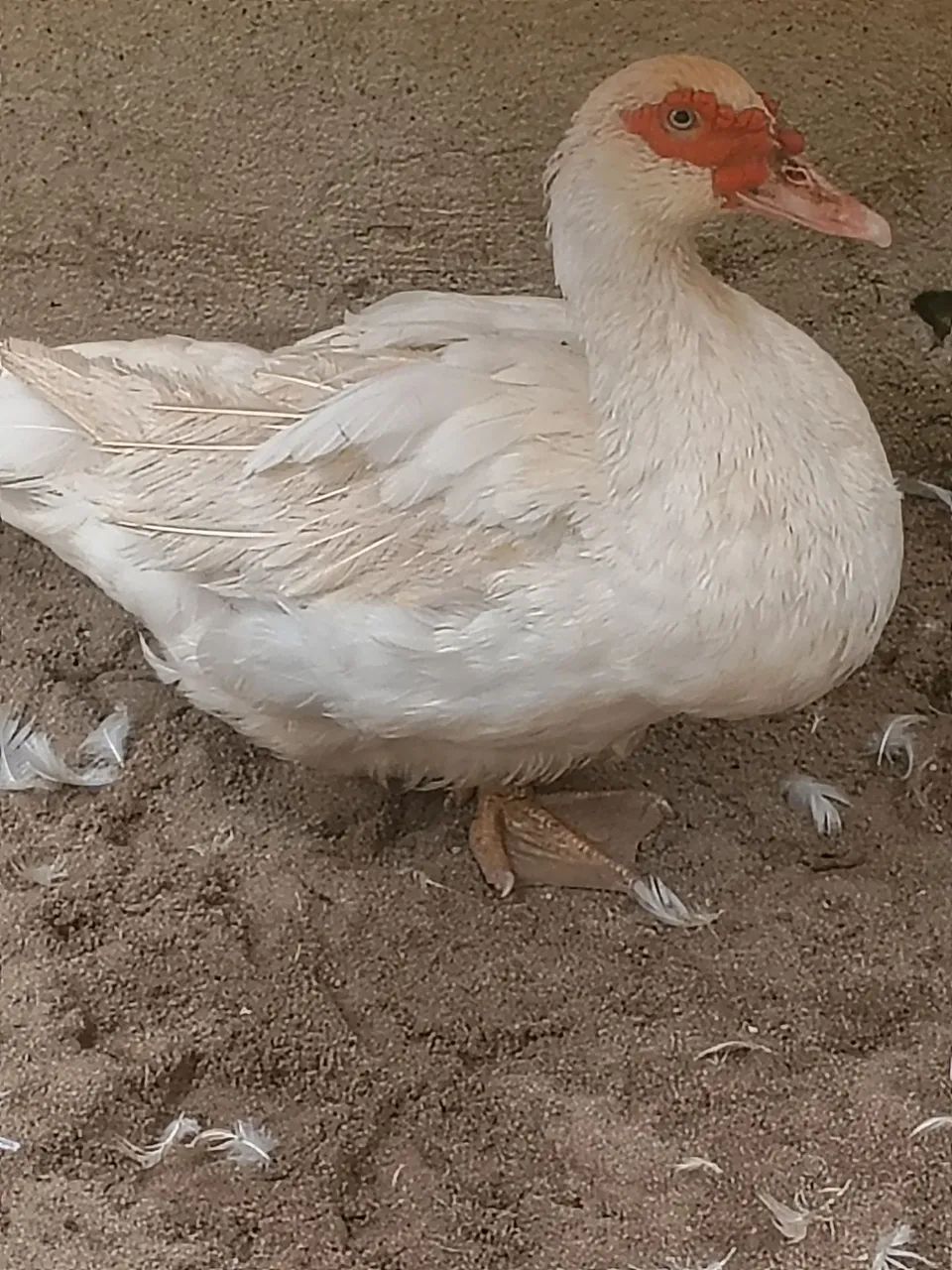 Pato - Foto 4