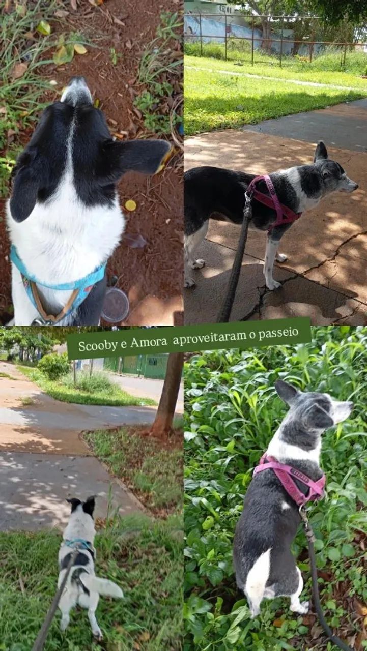 Dog Walker/ Cat Sitter  - Foto 5